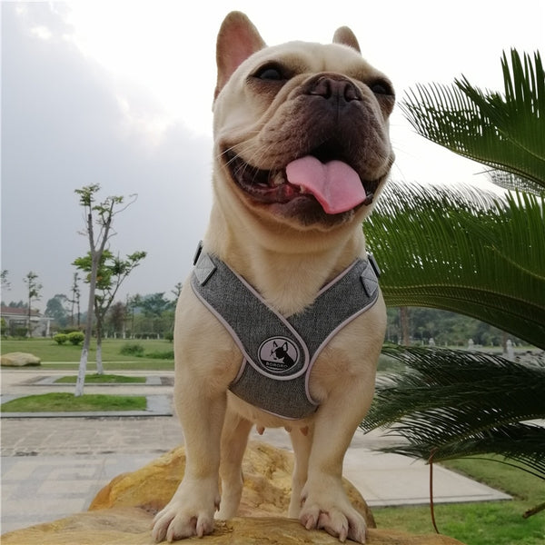 Reflective Dog Harness and Leash Set