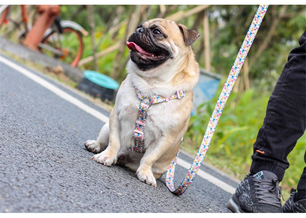 Strap Dog Harness and Leash Set