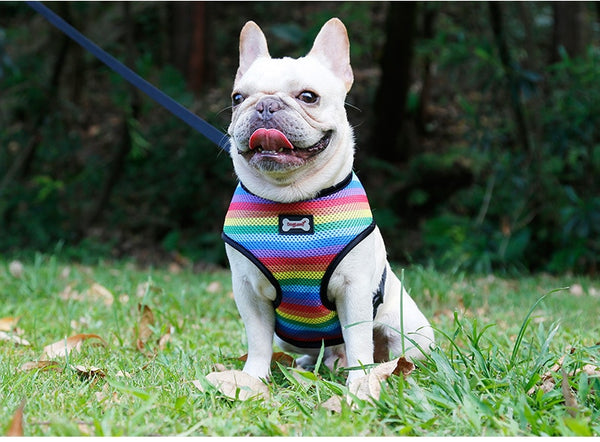 Rainbow Dog Harness