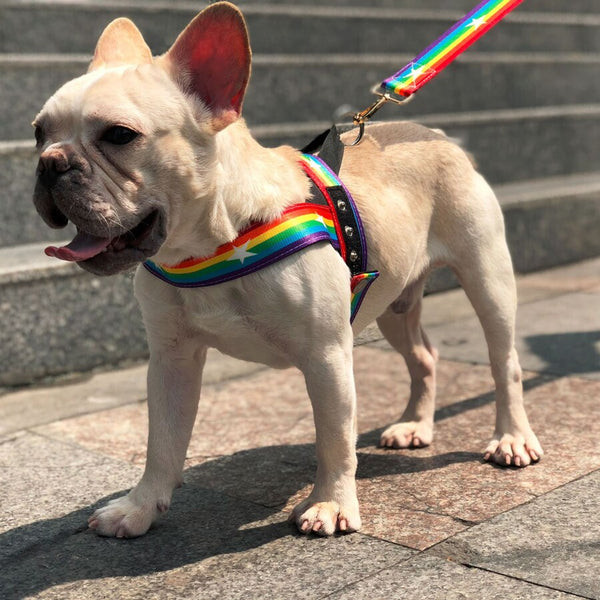 Strap Dog Harness