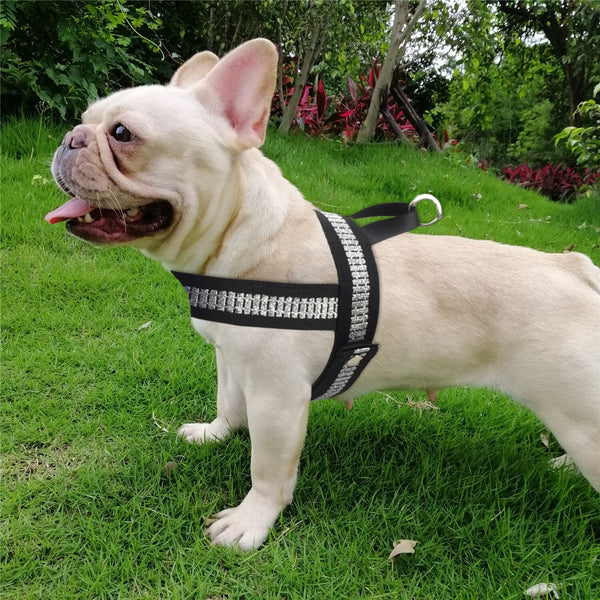 Strap Dog Harness