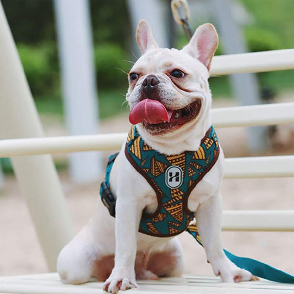 Dog Harness