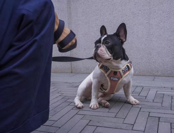 Dog Harness and Leash Set