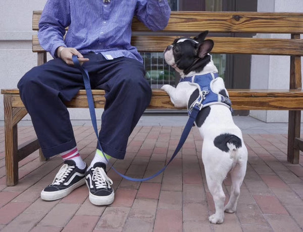 Dog Harness and Leash Set