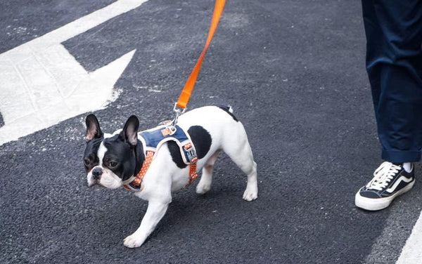 Dog Harness and Leash Set